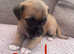 PUG X READY TO LEAVE