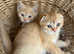 Scottish fold and straight kittens