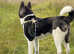 Amarican akita
