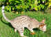 Savannah kitten - READY NOW