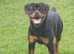 Stunning rottweiler girl 15 months old