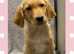 Golden Retriever pups