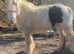 Lovely black and white cob mare 13-13.1hh