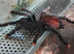 Avicularia geroldi - Blue & Green Pink Toe Tarantula over 3nches