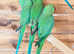 Stunning young Indian ringnick parrot