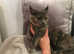 Dwelf Sphynx Cross BSH Female