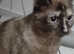 Kitten studs + queens for sale colourpoints cross russian blue