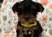 5 generation champion pedigree miniature pups