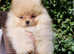 Pomeranian puppies KC registered full pedigree