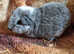 Baby Guinea pigs for sale