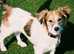 WANTED :o) Small Dog to Join our Family / Pack - NORTH WEST ENGLAND