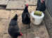 Black copper Marans