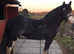 Pretty blagdon mare for sale