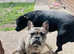 French bulldog
