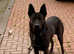 Dutch Herder