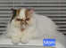Beautiful Persian Doll Face Kittens