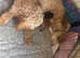 Toy cockapoo