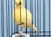 Fife Canaries