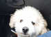 3 year old bichon boy
