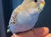 Baby budgie ready now