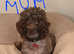 mini poodle cross imperial shih tzu one boy left