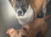 American bully for rehoming