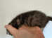 3 left Super RARE Black Ghost Spotted & Ginger Bengal X Babies