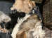 Biewer Terrier girl puppy