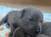 Kc registered blue staffordshire bull terriers