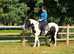 Kenzo 15hh 4 year old handsome cob Gelding