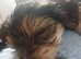 Last girl available!!! Toy Morkie puppy