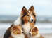 Wanted Rough collie/Shetland sheepdog or Blue Merle wanted