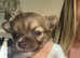 Baby long haired chihuahuas