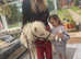 Cremello registered Shetland pony
