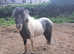 Part bred 6 year old fabella stallion