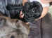 Staffordshire bull terrier puppies  for sale  1 pure black blue trojan  bull K C REGISTERED