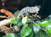 SOLD - One Day Only Advent Offer - Male Nosy Boraha Panther Chameleon - Check out our web site daily for further Advent Offers