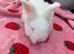 Litter of 5 English angora baby's READY NOW 2 LEFT