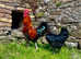 BLACK COPPER MARAN HATCHING EGGS