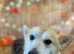 Kc reg Pembroke corgi male