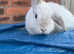 Two bunnies, price is for both Free to a good home