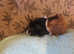 Baby Abyssinian female guinea pigs