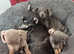 Chiweenie puppies for sale