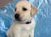 READY NOW. HEALTH CHECKS DONE. White Goldador Puppies