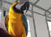 Amazing talking blue and gold macaw