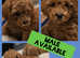 Male Toy Poodle Kennel club registered READY!