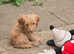 Cockapoo puppies
