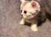 3 Persian kittens