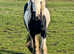 My own personal pony for sale tobiano CHAPS reg  rising 3 year old filly