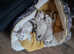 Snow Leopard Snow Bengal Kittens ** READY NOW***